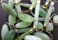 Natural Jade Facial Massage Roller AtoZChoices